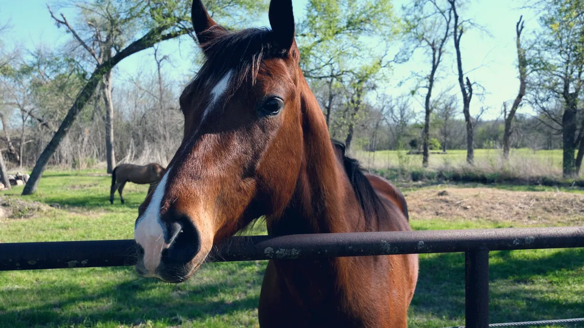 Un cheval derrière une clôture de bois, dans un pré.